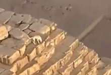 Собака покорила пирамиду Хеопса и стала звездой соцсетей