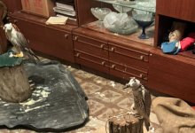 Мужчина держал выловленных в Казахстане соколов в квартире