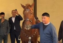 Семья Кайрата Нуртаса подарила сватам верблюда и породистого коня