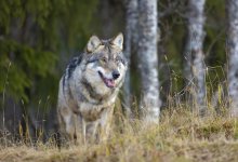 Волки нападают на скот в Карагандинской области
