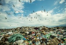 Жители Алматы жалуются на вонь и туши мертвых животных по соседству