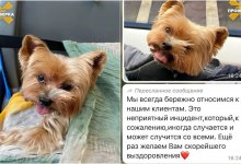 Собаке отрезали язык во время стрижки