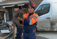 Котенка спасли из воздушного фильтра автомобиля в Кокшетау