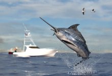 Серфингистку смертельно ранила рыба-меч