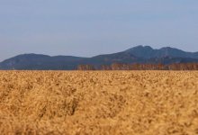 Экспорт пшеницы из Казахстана упал почти на 40%