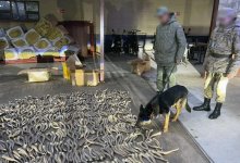 Рога сайги на два миллиарда тенге пытались вывезти из Казахстана