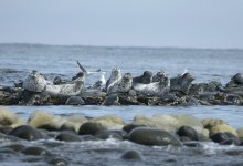 Почти 300 краснокнижных тюленей погибли в Мангистау