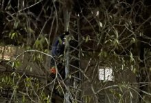 Застрявшую на дереве кошку спасли в Петропавловске