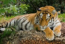 Мужчина держал в сарае тигрицу