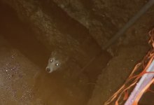 Собака провалилась в двухметровую яму в Астане