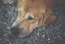 Издевательство над собакой сняли на видео в Актюбинской области