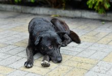 Собака упала в пятиметровый колодец в Темиртау