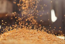 Рынок зерна демонстрирует заметное оживление – Минсельхоз РК