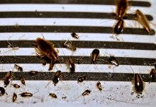 Тараканов и многоножек обнаружили в детской больнице в Астане