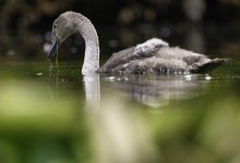 Лебедя спасли полицейские и зоозащитники Карагандинской области