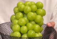 Новый тренд: блогеры охотятся за дорогим виноградом