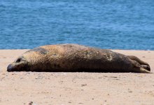 Стали известны причины гибели тюленей на Каспии (ВИДЕО)