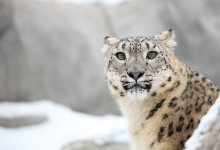 Еще один снежный барс попал в фотоловушку в ВКО (ВИДЕО)