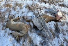 Автомобиль с тушами косуль задержали в Павлодарской области