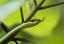 Защитник дикой природы скончался после укуса змеи