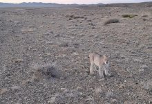 Краснокнижная рысь попала в фотоловушку в Чарынском нацпарке