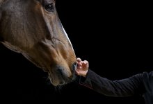 Институт коневодства появится в Казахстане