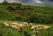 Об инициативах Касым-Жомарта Токаева в сфере сельского хозяйства высказались эксперты