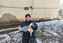 Кошка просидела на верхушке дерева пять дней в Актобе