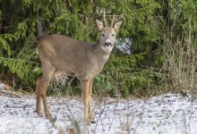Редкие дикие животные попали в фотоловушки в Чарынском нацпарке