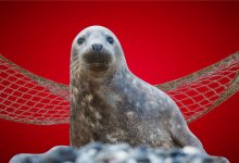 Каспийский тюлень как индикатор казахстанской жестокости. Мнение эксперта