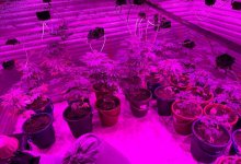 Крупную нарколабораторию ликвидировали в Акмолинской области