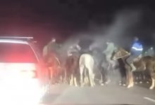 Кокпар на дороге устроили в Алматинской области (ВИДЕО)