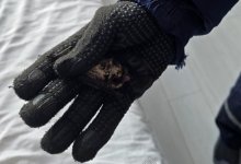 Летучую мышь обнаружили в квартире Астаны