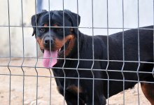Государственный приют для собак построят в Акмолинской области