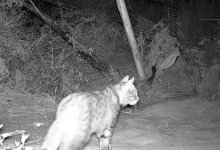 Степную кошку впервые заметили в Костанайской области