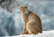 Туркестанские рыси попали в фотоловушки в Иле-Алатауском нацпарке