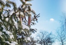 Какая погода ждет алматинцев 11 декабря