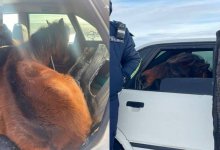 Живую лошадь перевозил в салоне легковушки житель Карагандинской области