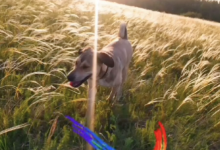 Хотели припугнуть, но убили: домашнего пса застрелили в Кокшетау