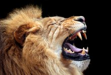 Три льва загрызли и съели охранника зоопарка