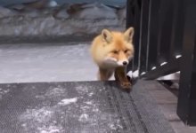 Милое видео с "ручной" лисой в доме сняли в Риддере