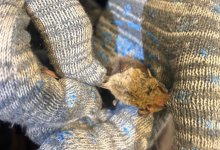 Летучую мышь спасли в Уральске