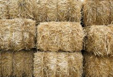 100 кг марихуаны нашли под сеном в Жамбылской области