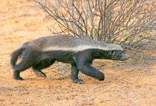 Редкий медоед запечатлен в Устюртском заповеднике