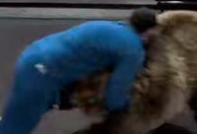 Боксер устроил спарринг с медведем (ВИДЕО)