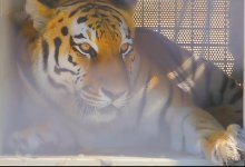 Как живут тигры, привезенные на Балхаш