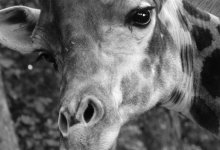 Жираф скончался в Алматинском зоопарке