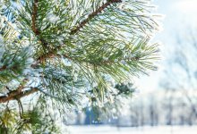 Теплая и без осадков погода ожидается в Алматы