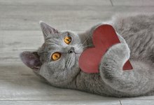 Кошку Мурку вытащили из заточения спасатели в Актобе (ВИДЕО)