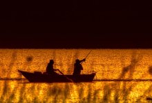 Массовую гибель рыбы предотвратили в Атырауской области: что известно